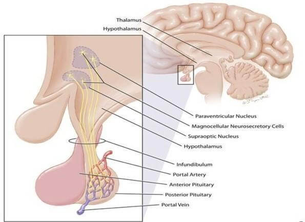 Holistic yoga practices to regularise hormonal health | Fitness News - The  Indian Express